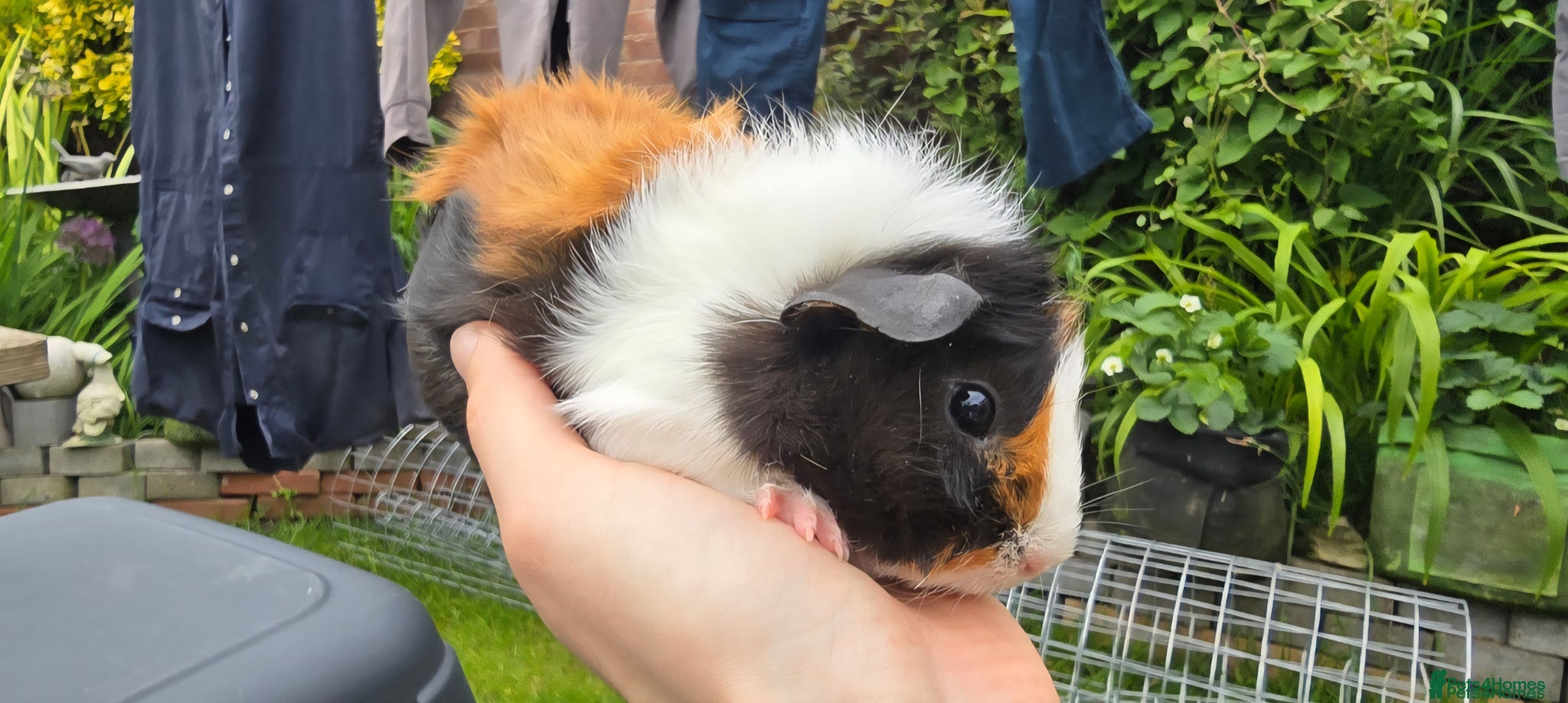 Guinea Pig rodents Mixed Guinea pigs 7 weeks old - Advert 8