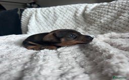 Miniature Dachshund dogs for sale: 3 gorgeous miniature dachshund girls  - Advert 4
