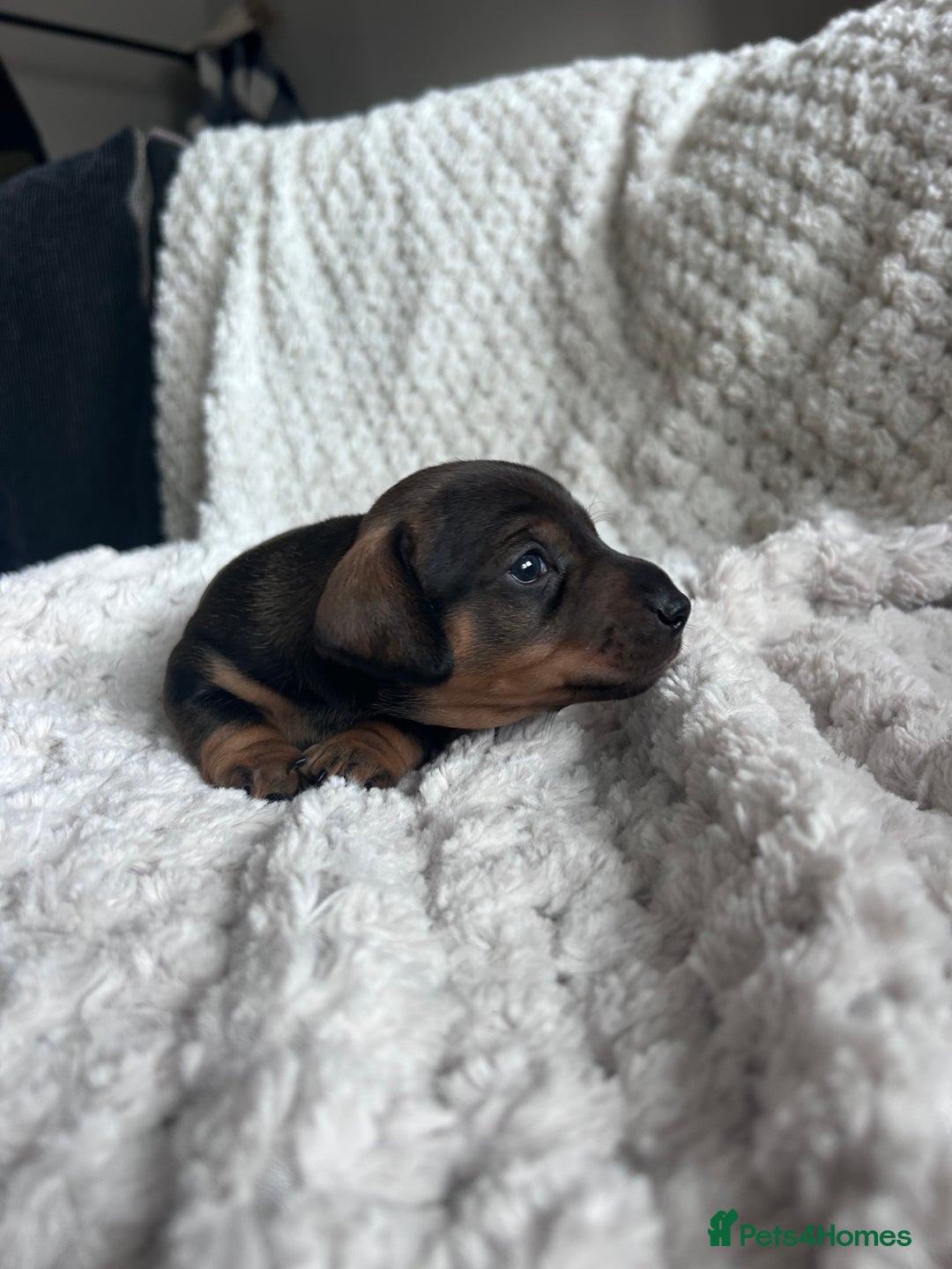 Miniature Dachshund dogs for sale: 3 gorgeous miniature dachshund girls  - Advert 4