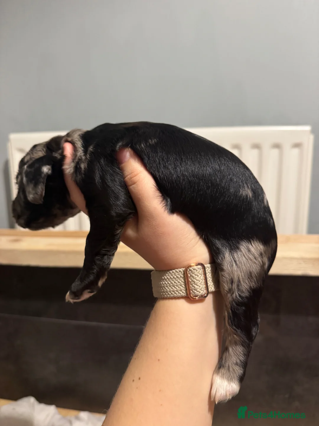 Cocker Spaniel dogs for sale: 5 Gorgeous Cocker Spaniel Puppies 🐾  - Advert 13