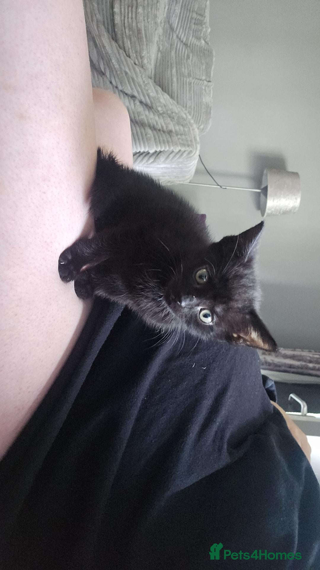 Mixed Breed cats Female kitten - Advert 3