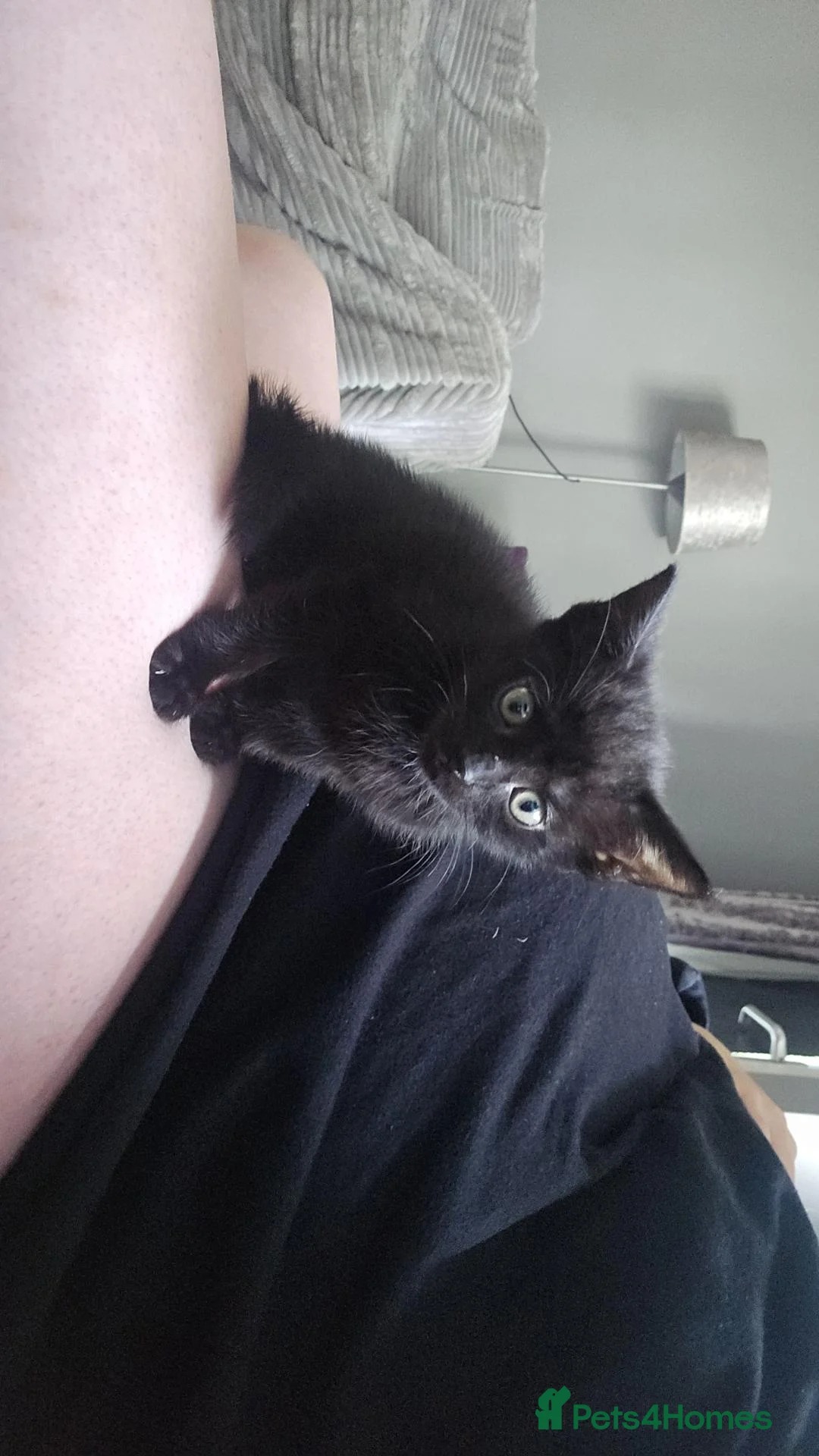 Mixed Breed cats for sale: Female kitten - Advert 1