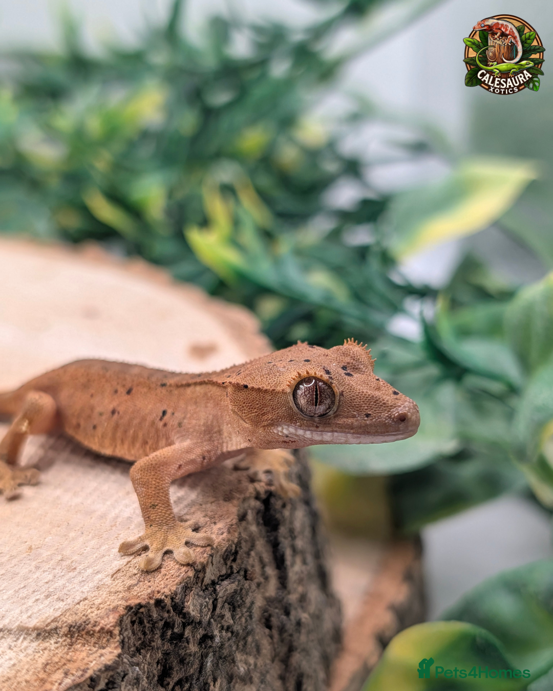 Gecko reptiles for sale: Mixed Morph Crested Gecko - Advert 9