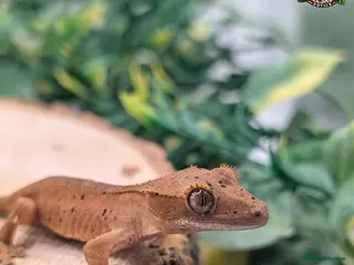Gecko reptiles Mixed Morph Crested Gecko - Advert 20