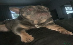 French Bulldog dogs for stud: French bulldog STUD - Image 3