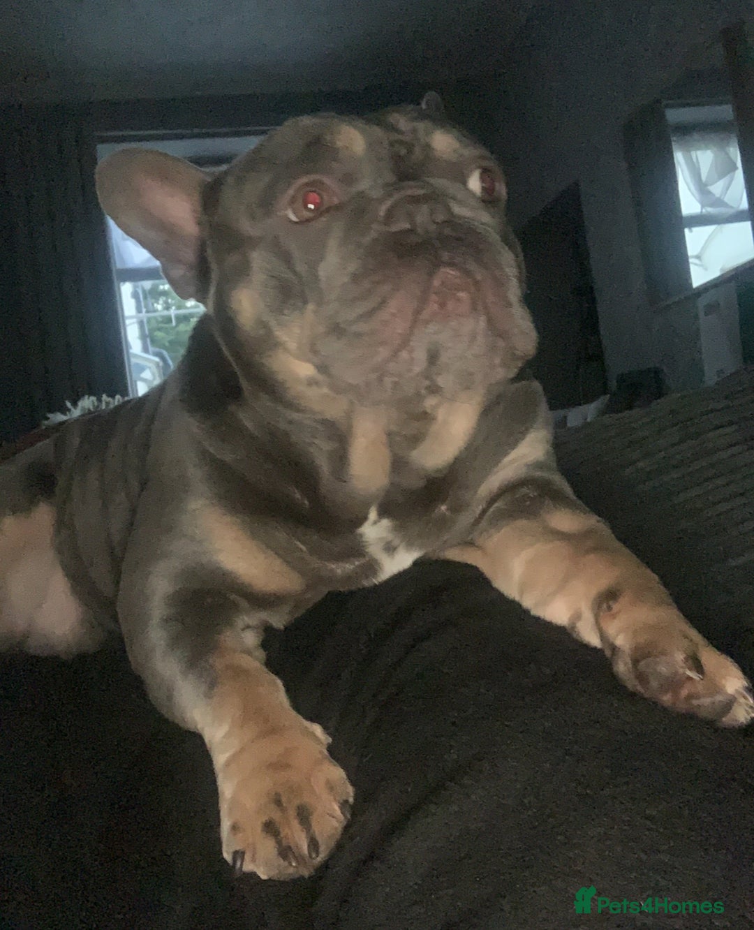 French Bulldog dogs for stud: French bulldog STUD - Image 3