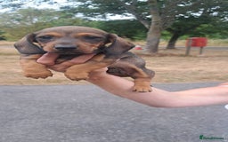 Dachshund dogs for sale: 3 miniature dachshund puppies  - Image 8