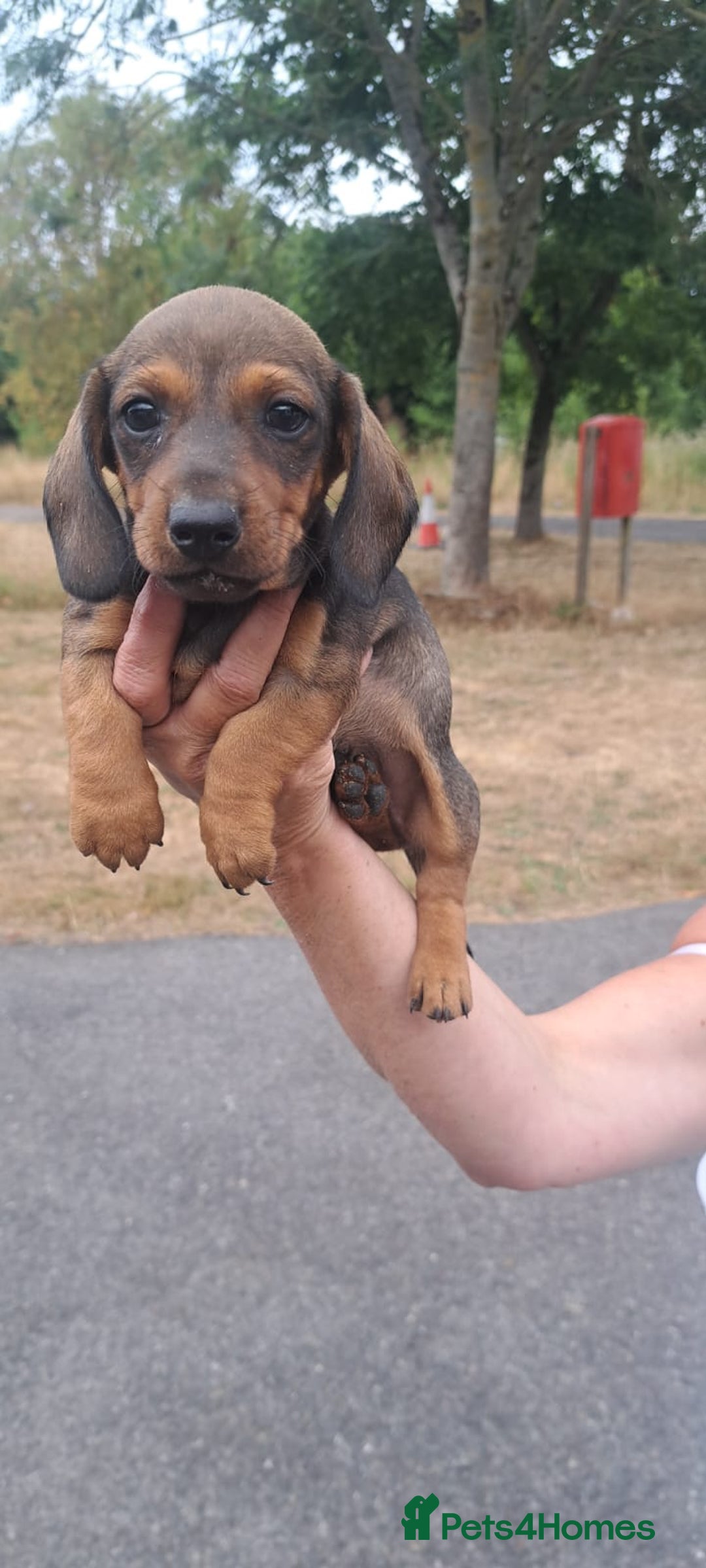 Dachshund dogs for sale: 3 miniature dachshund puppies  - Image 8