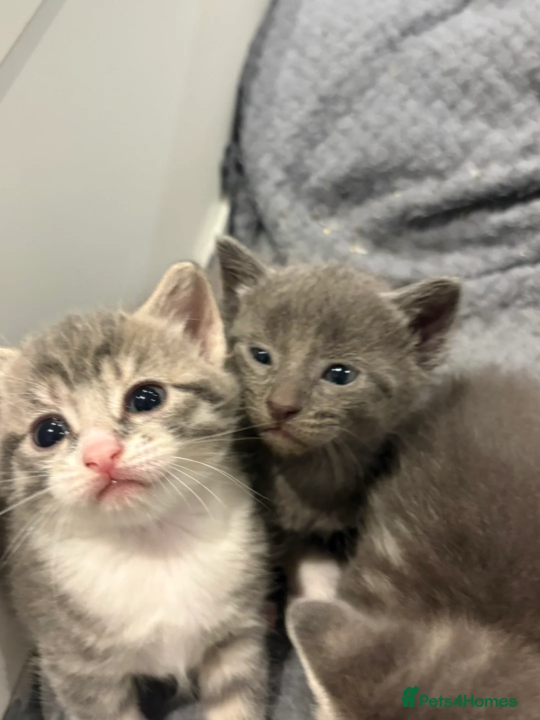 Mixed Breed cats for sale: Stunning grey and white kittens for sale  - Advert 8