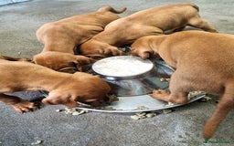 Hungarian Vizsla dogs for sale: Stunning KC Hungarian Vizsla Puppies  - Image 13