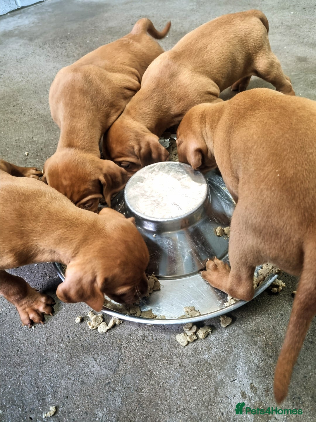 Hungarian Vizsla dogs for sale: Stunning KC Hungarian Vizsla Puppies  - Image 13