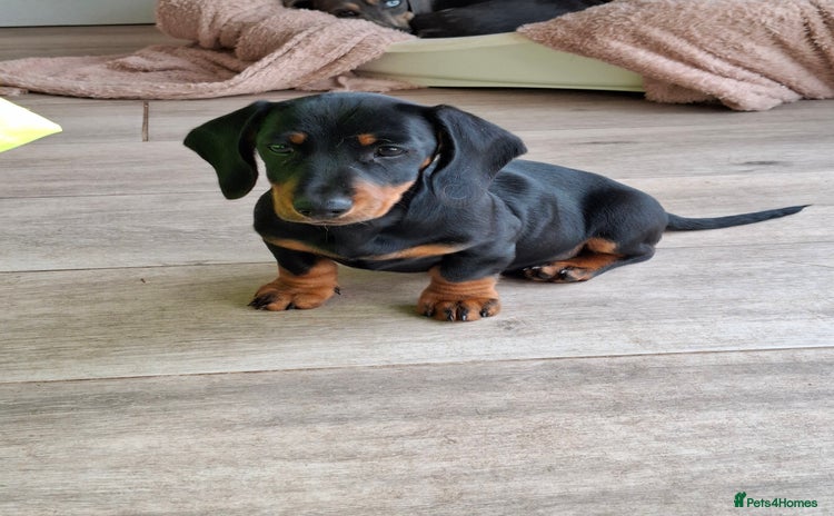 Dachshund dogs - Advert 2