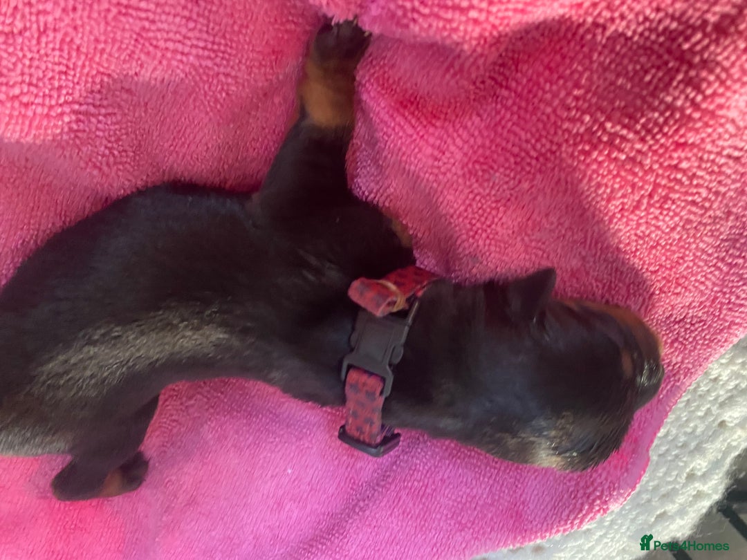 Rottweiler dogs for sale: Hulk and Ruby Rottweiler puppies  - Image 7