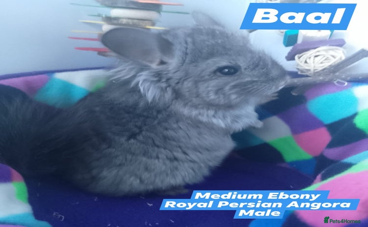 Chinchilla rodents - Advert 2