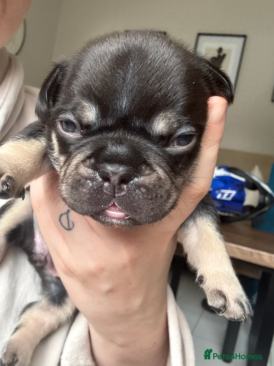 French Bulldog dogs for sale: Beautiful litter of French bulldog pups DWKC  - Advert 8