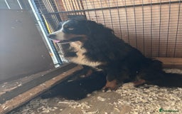 Bernese Mountain Dog dogs for sale: Fluffy Bernese Mountain Dog Girl Puppy - Image 9