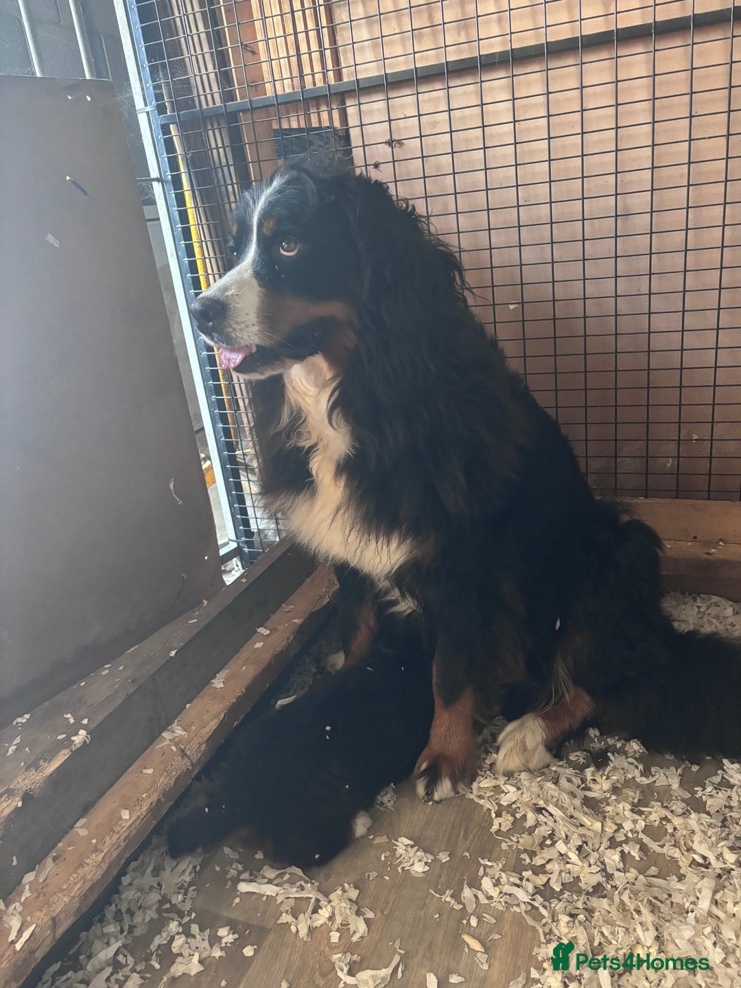 Bernese Mountain Dog dogs for sale: Fluffy Bernese Mountain Dog Girl Puppy - Image 9