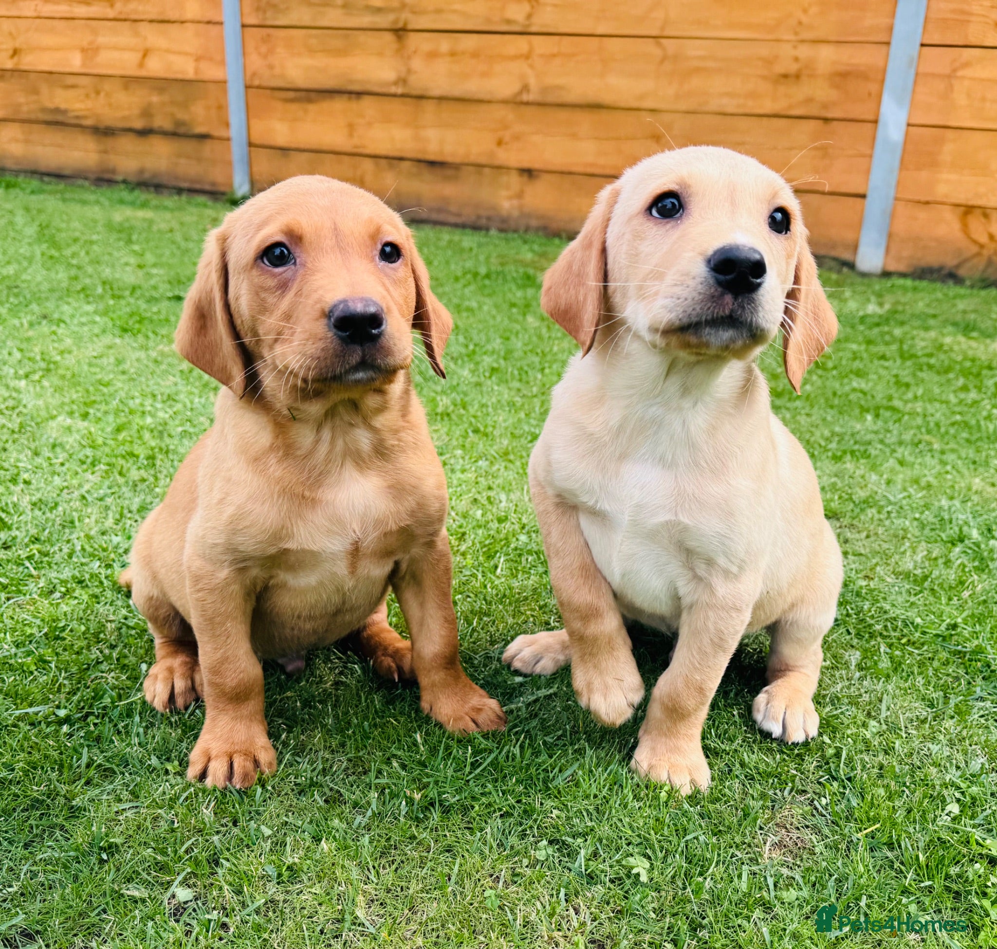 Labrador Retriever dogs Fox Red KC Registered Labradors 🐾🐾🐾 - Advert 1