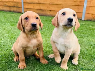 Labrador Retriever dogs for sale: Fox Red KC Registered Labradors 🐾🐾🐾 - Advert 1