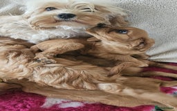 Cavapoo dogs for sale: Cavapoo puppies  - Image 4