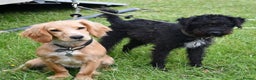 Mixed Breed dogs for sale: Stunning Puppies Ready to go 10 November - Advert 7