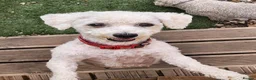 Mixed Breed dogs for sale: Bichion x Maltese puppys - Advert 10