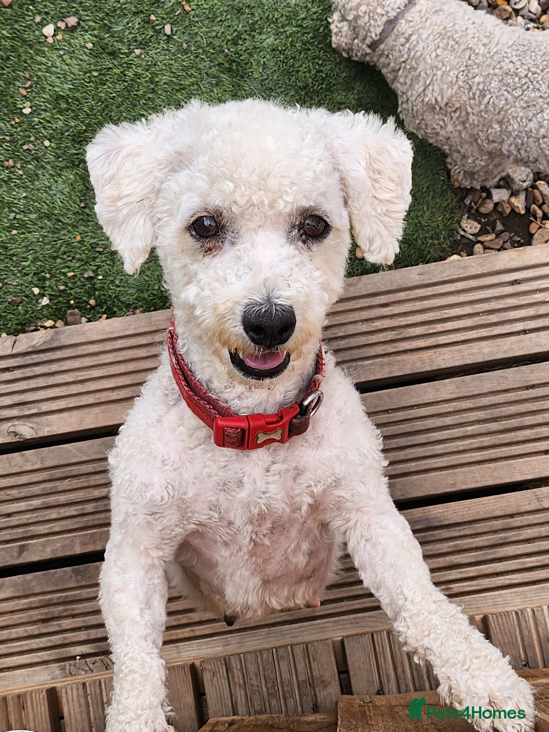Mixed Breed dogs for sale: Bichion x Maltese puppys - Advert 10