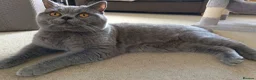 British Shorthair cats for stud: GCCF registered Blue British ShortHair stud  - Advert 2