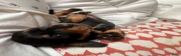 Miniature Dachshund dogs for sale: Miniature dachshund in Benfleet - Advert 7