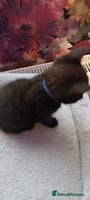 British Shorthair cats - Advert 12