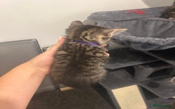 Bengal cats for sale: 7 bengal cross kittens  - Image 18