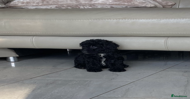 Poodle dogs - Advert 3