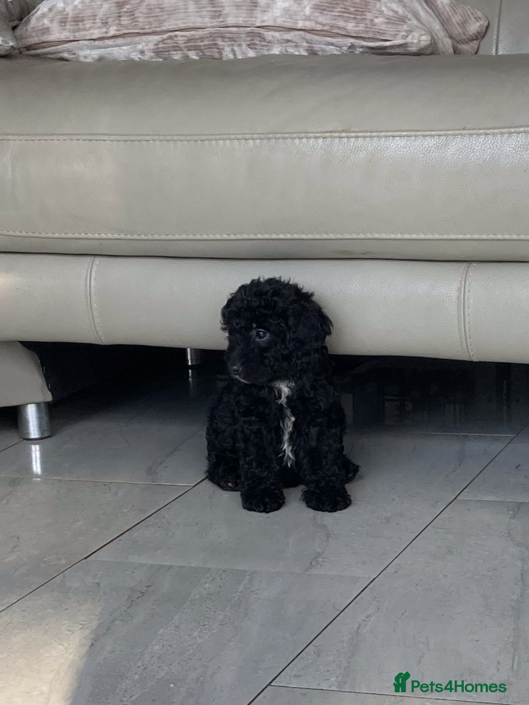 Poodle dogs for sale: Poodle x fully vaccinated  - Advert 5