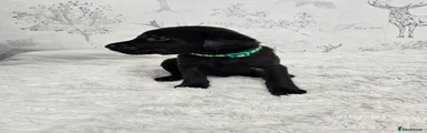 Labrador Retriever Puppy - Green