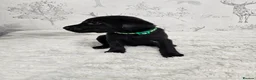 Labrador Retriever dogs for sale: 4 male black lab pups - Advert 7