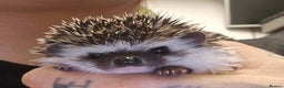 Pygmy Hedgehog rodents for sale: baby pygmy hedgehogs available LAST ONE  - Advert 4