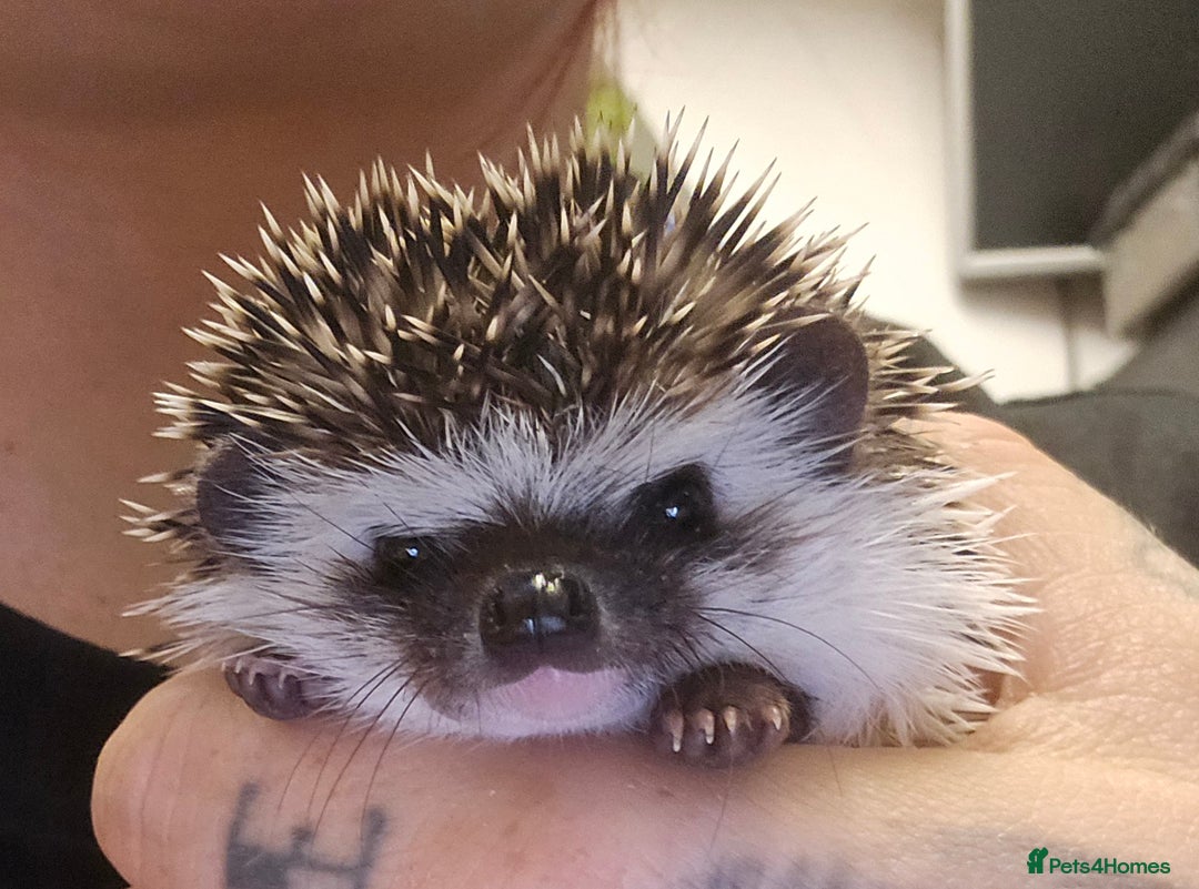 Pygmy Hedgehog rodents for sale: baby pygmy hedgehogs available  - Image 4
