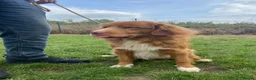 Nova Scotia Duck Tolling Retriever dogs for sale: Fantastic nova pups  - Advert 9