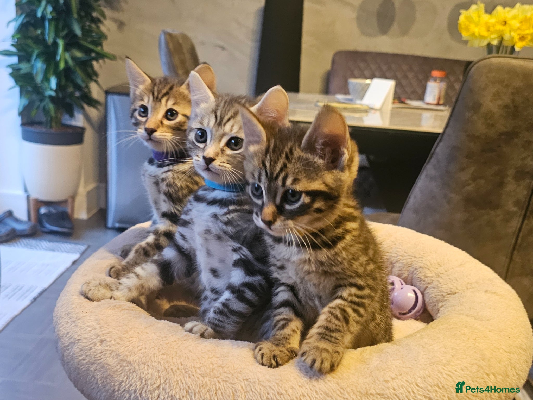 Savannah cats Savannah Kittens for Sale - Advert 17
