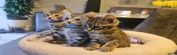 Savannah cats for sale: F3 Savannah Kittens for Sale - Advert 24