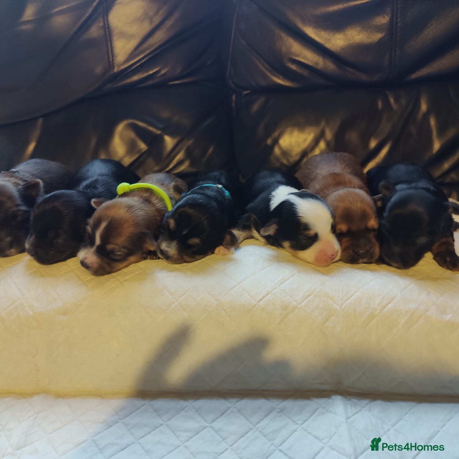 Chorkie dogs Outstanding Chihuahua x Yorkshire Terrier puppies  - Advert 3