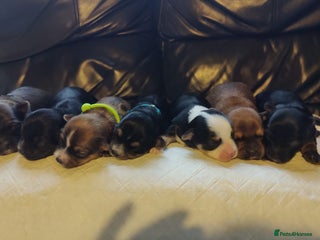 Chorkie dogs Outstanding Chihuahua x Yorkshire Terrier puppies - Advert 12