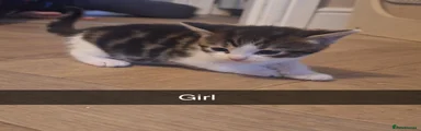 Bengal 1