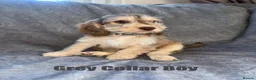 Cockapoo dogs for sale: F1 Cockapoo Puppies READY TO LEAVE - Advert 18