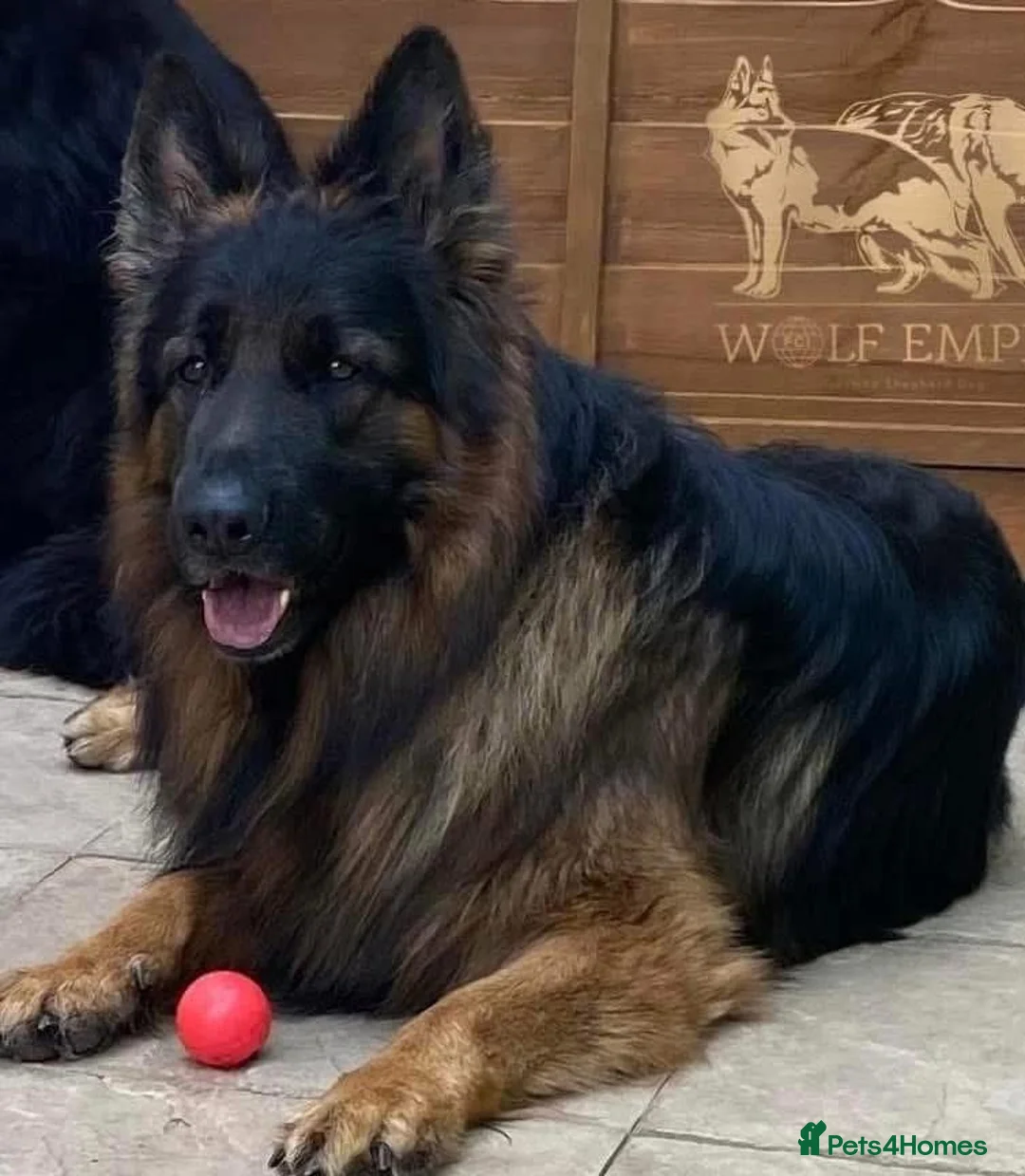 German Shepherd dogs for sale: ⭐️BEAUTIFUL solid black Girl available ⭐️ - Advert 4