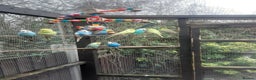 Budgerigars birds for sale: Budgies for sale in Telford - Advert 1