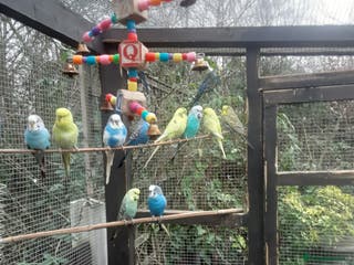 Budgerigars birds Budgies for sale in Telford - Advert 1