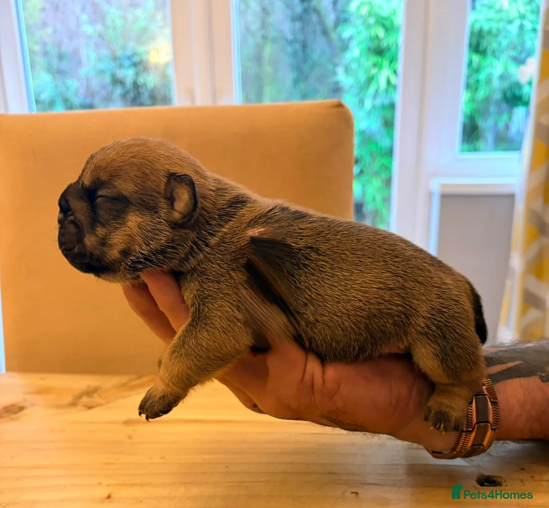 English Bulldog dogs for sale: Bulldog puppies  - Advert 22