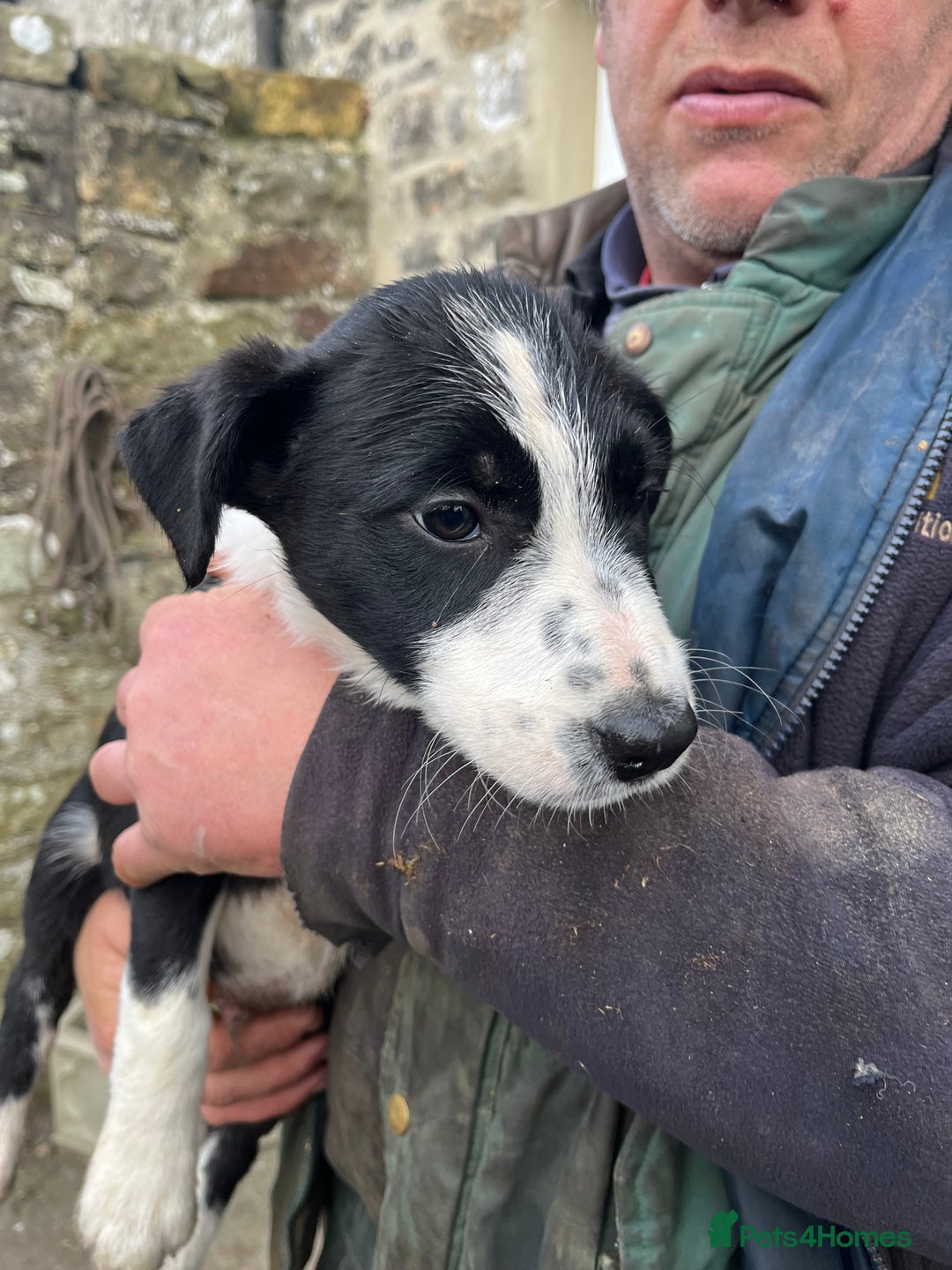 Border Collie dogs for sale: Working Border Collie Pups - Advert 2