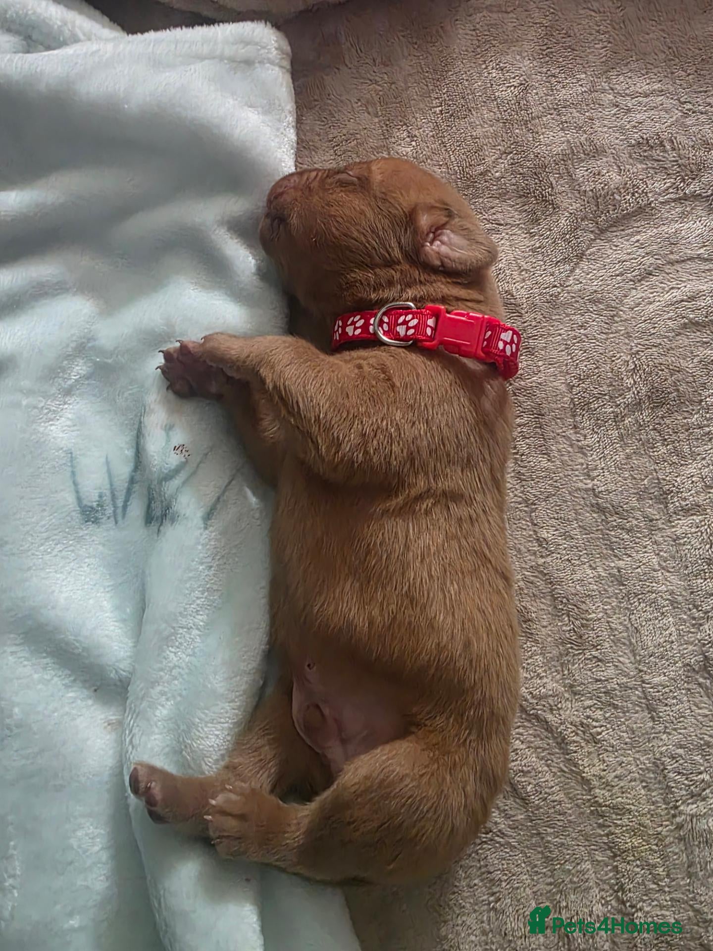 Dogue De Bordeaux dogs Beautiful chunky litter  - Advert 3